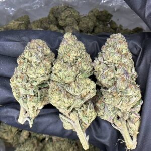 Purple Diesel ⛽️ NOSE 8.5/10