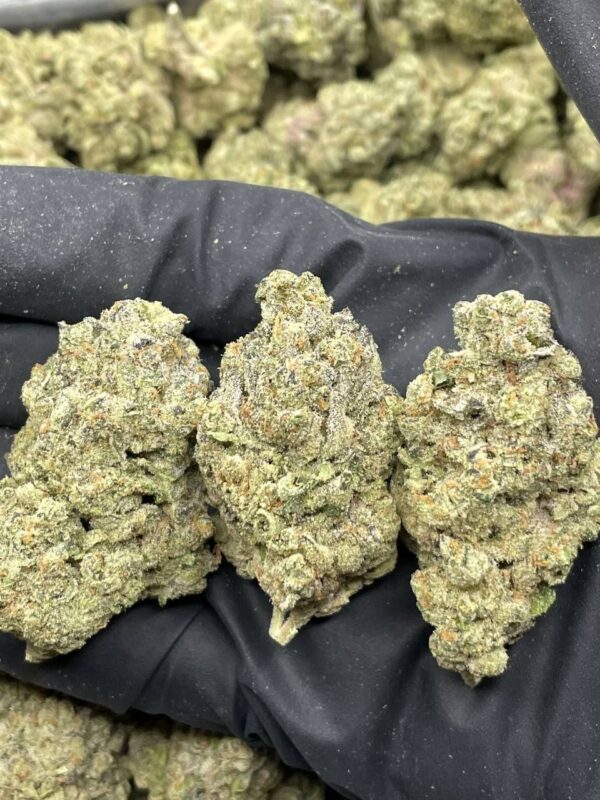 Purple Gelatti