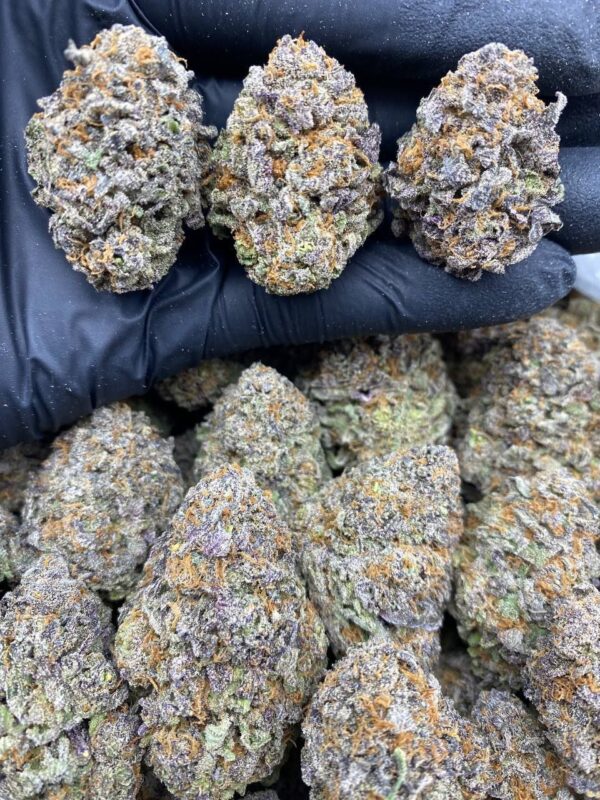 PURPLE GRAPELATTO