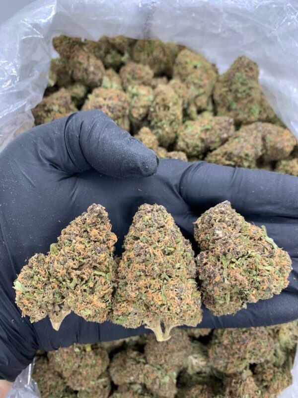 Purple Haze