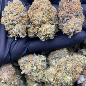 PURPLE INDOOR BUBBA
