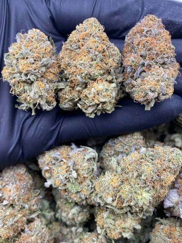 PURPLE INDOOR BUBBA